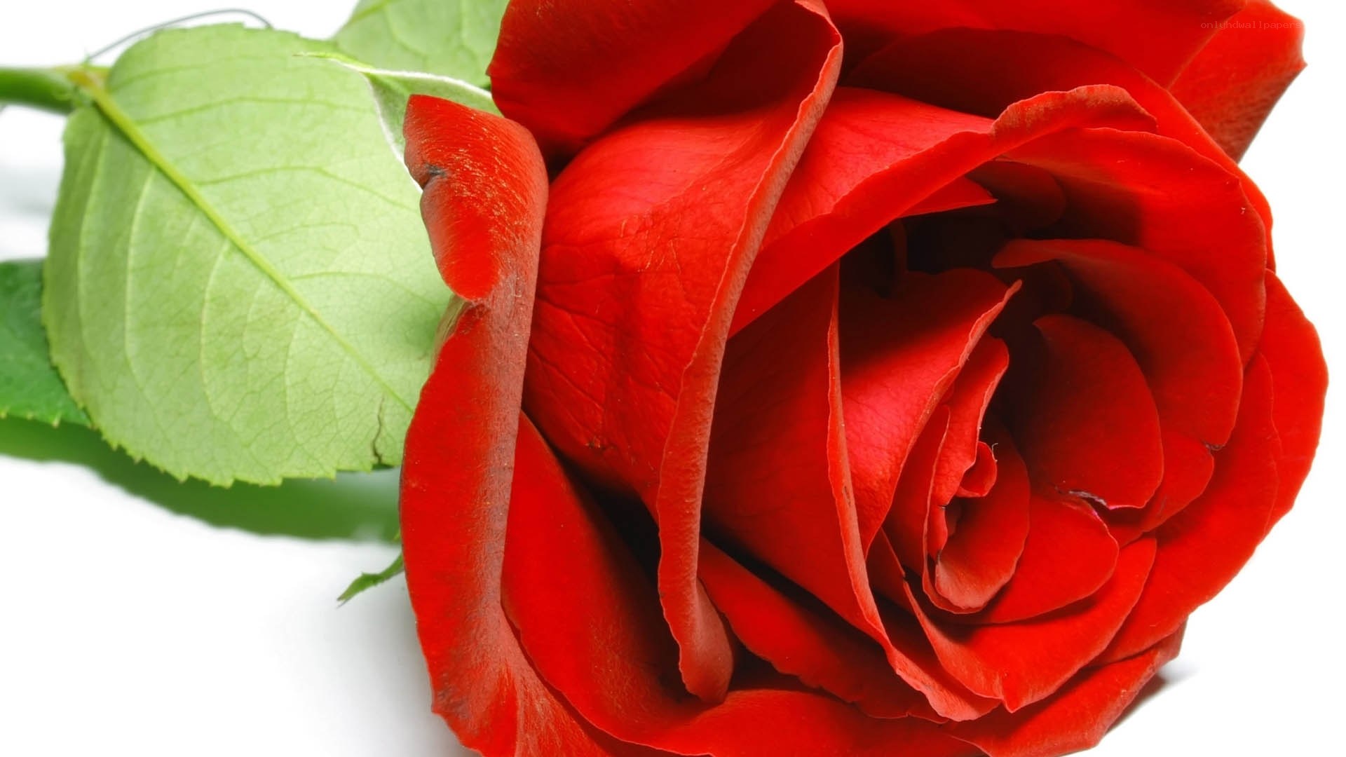 close-up of red rose