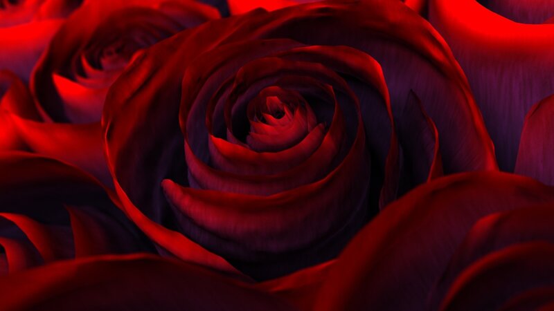 close-up of red rose