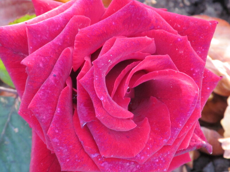 Close-up of Red Rose — Calm, Autumn