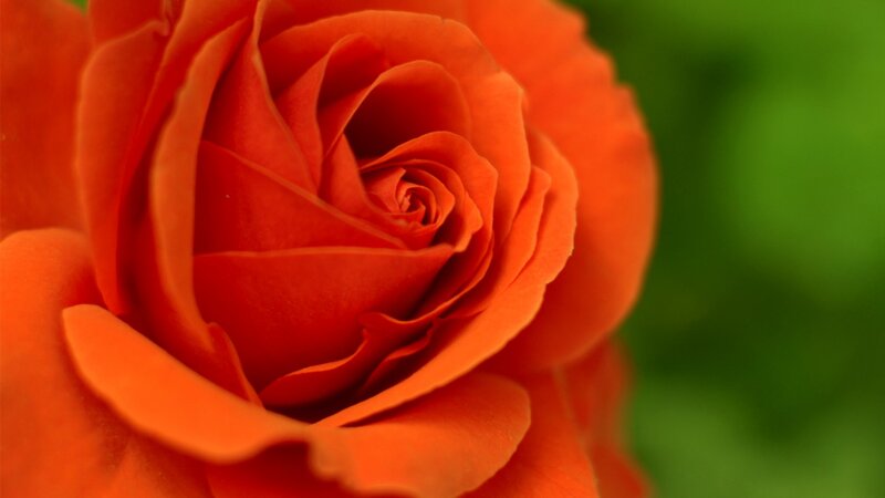 Close-up of Red Rose — Calm, Photograph, Green Background