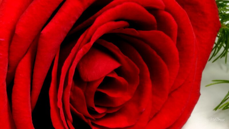 Close-up of Red Rose — Calm, Photograph, Green Leaves