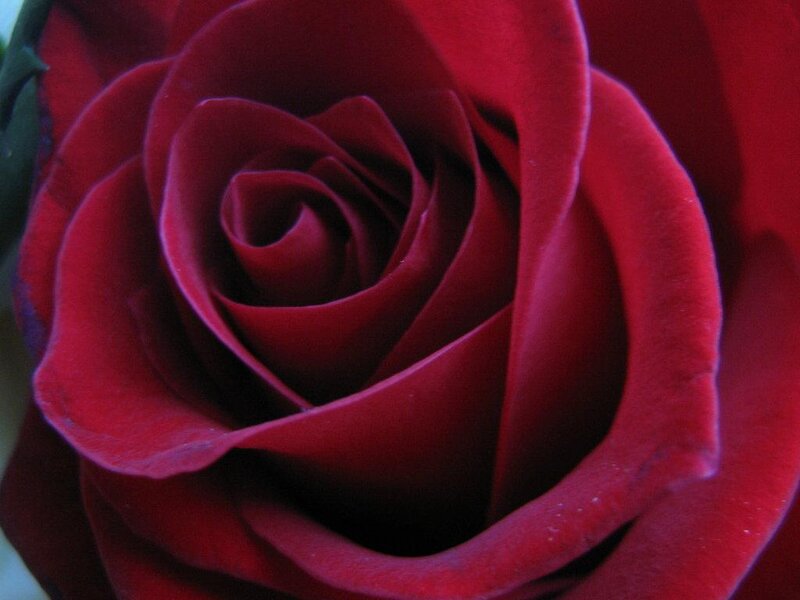 Close-up of Red Rose — Calm, Photograph, Petals