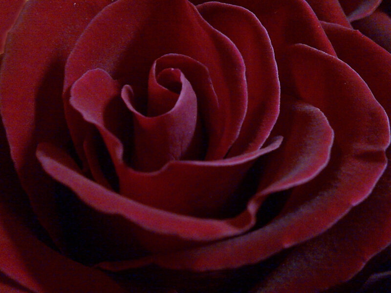 Close-up of Red Rose — Dark
