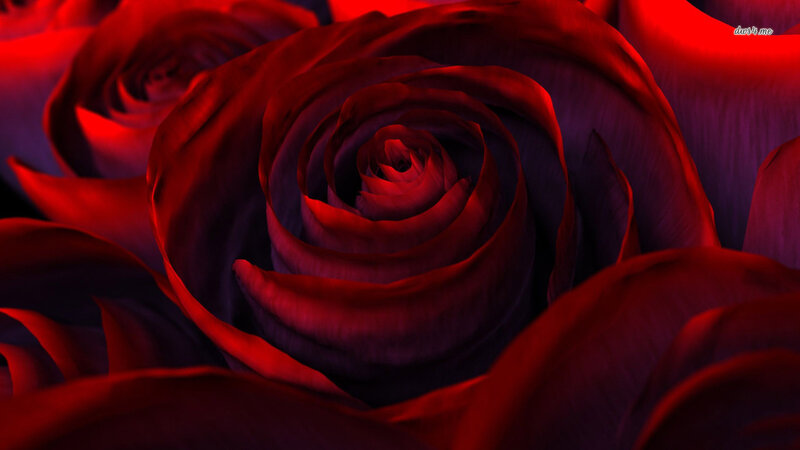 Close-up of Red Rose — Dramatic, Digital Art