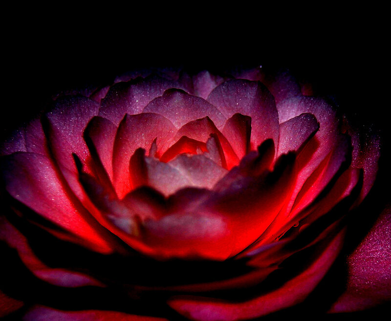 Close-up of Red Rose — Dramatic, Night, Photograph