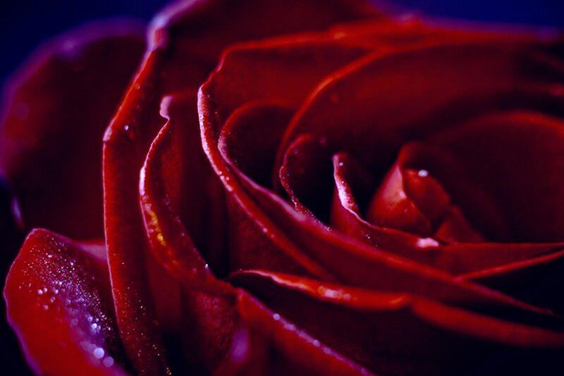 Close-up of Red Rose — Dramatic, Night