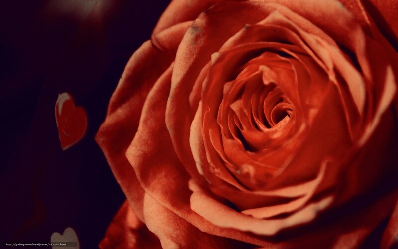 Close-up of Red Rose — Dramatic, Photograph, Heart