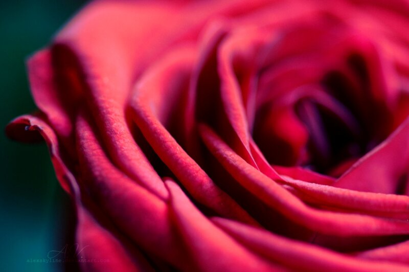 Close-up of Red Rose — Dramatic, Photograph, Petals, Green Background