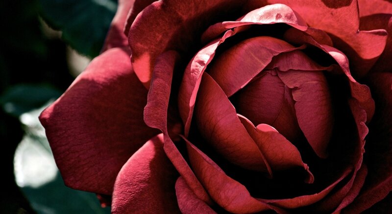 Close-up of Red Rose — Dramatic, Photograph, Petals, Leaves