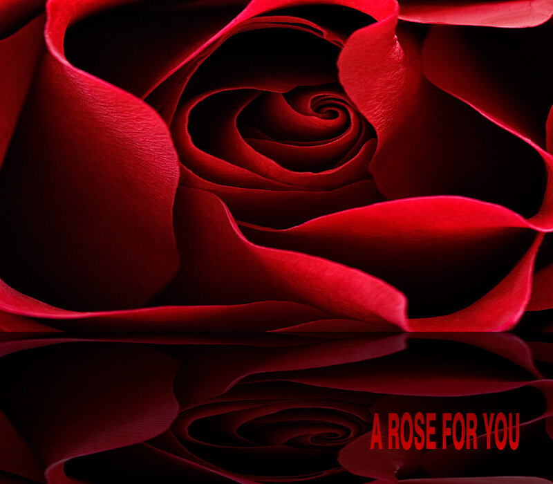 Close-up of Red Rose — Dramatic, Photograph, Petals, Reflection