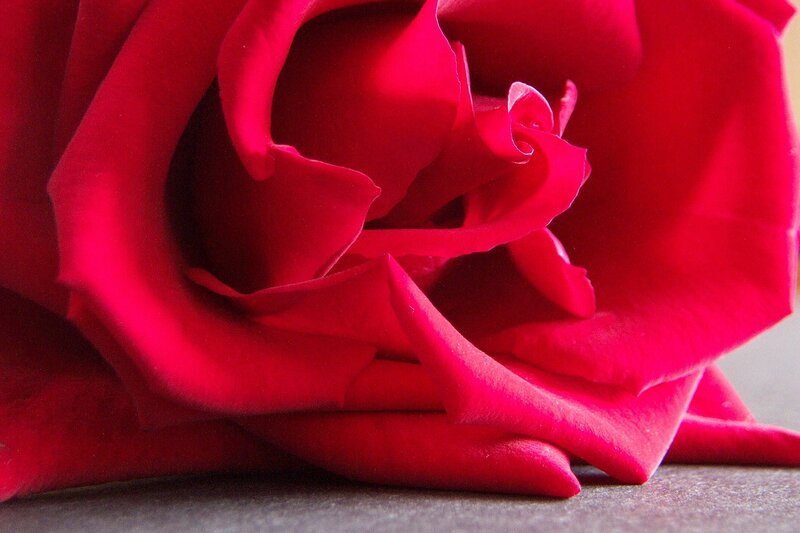 Close-up of Red Rose — Dramatic, Photograph, Petals, Surface