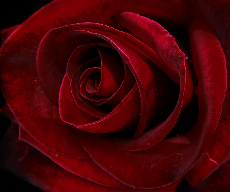 Close-up of Red Rose — Dramatic, Photograph, Petals