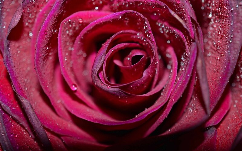 Close-up of Red Rose — Dramatic, Photograph, Petals, Water Droplets