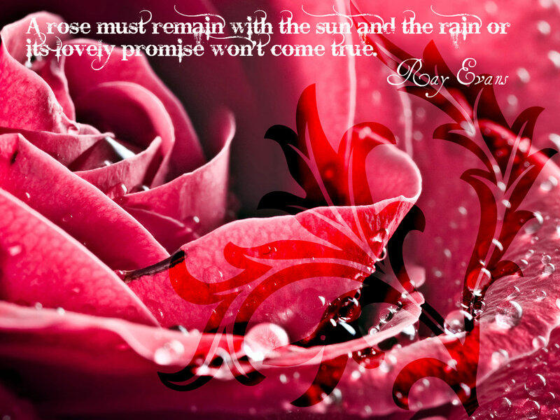 Close-up of Red Rose — Dramatic, Photograph, Text