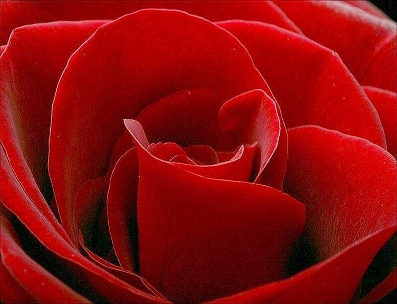 Close-up of Red Rose — Dramatic