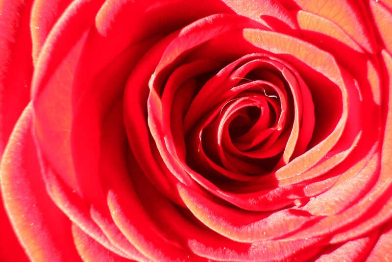Close-up of Red Rose — Intense, Photograph, Petals