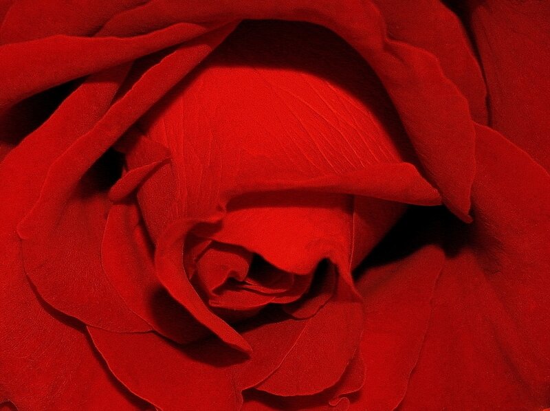 Close-up of Red Rose — Intense
