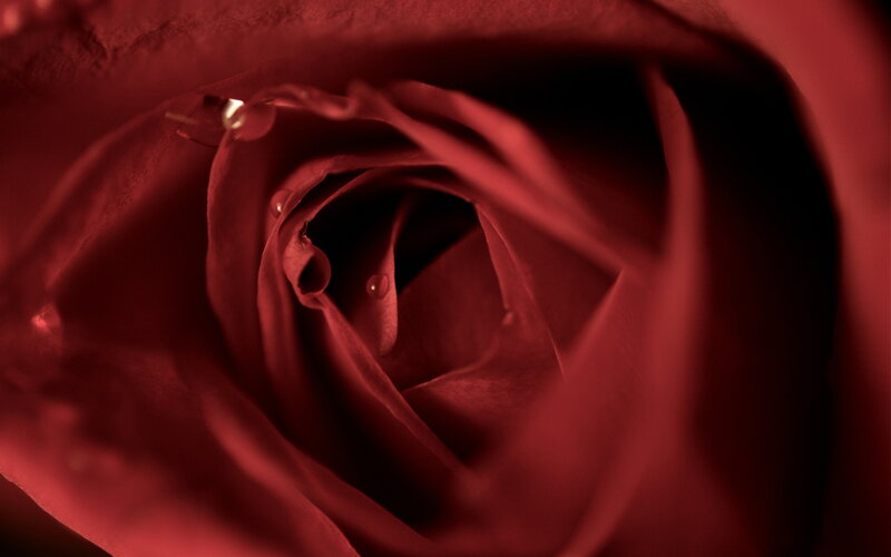 Close-up of Red Rose — Intimate