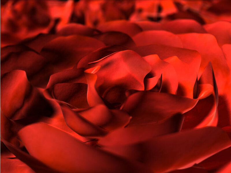 Close-up of red rose petals