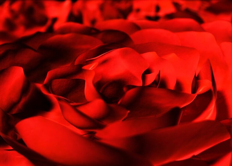 Close-up of red rose petals