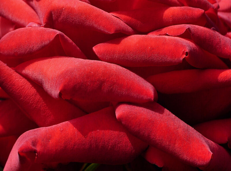 Close-up of Red Rose Petals — Calm