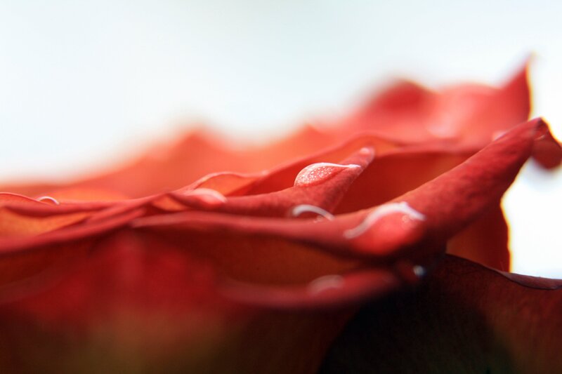 Close-up of red rose petals