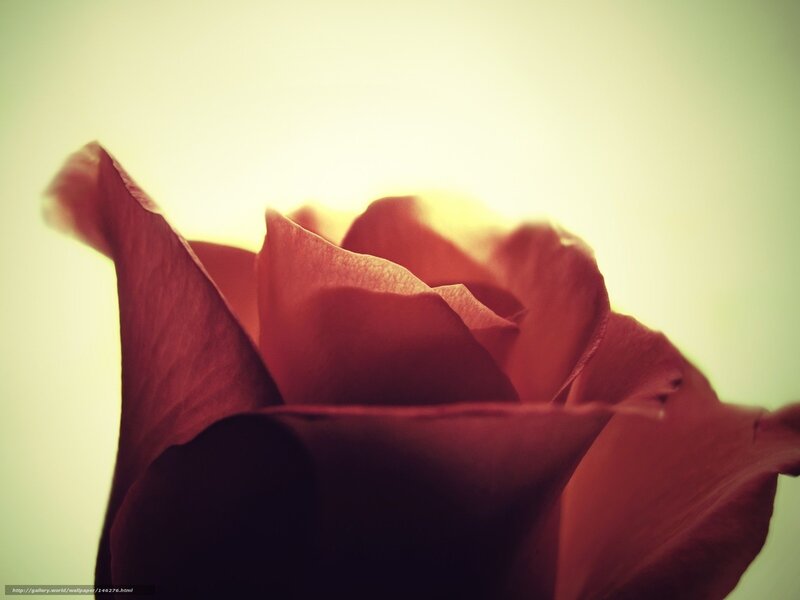 Close-up of Red Rose — Serene