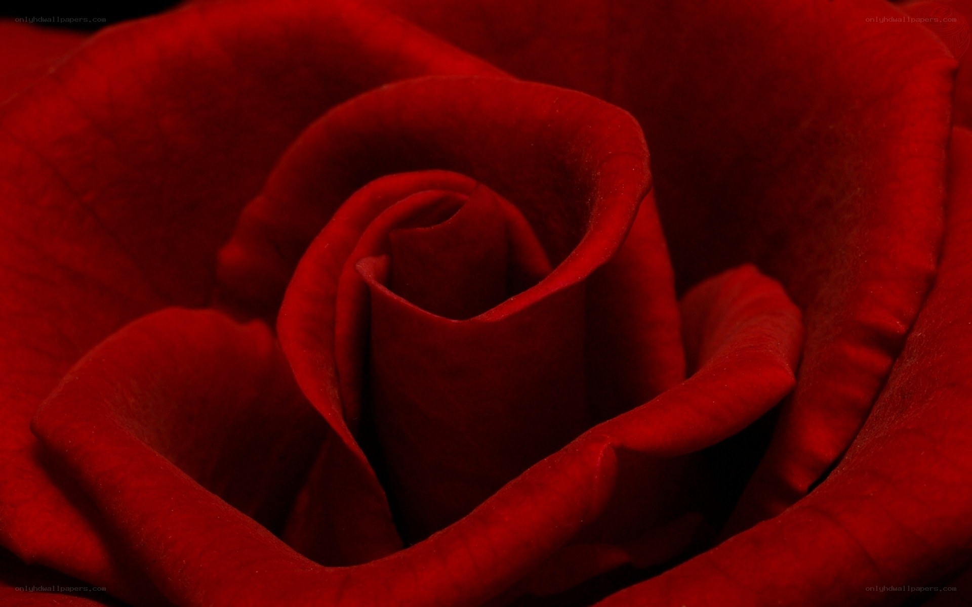 close-up of red rose