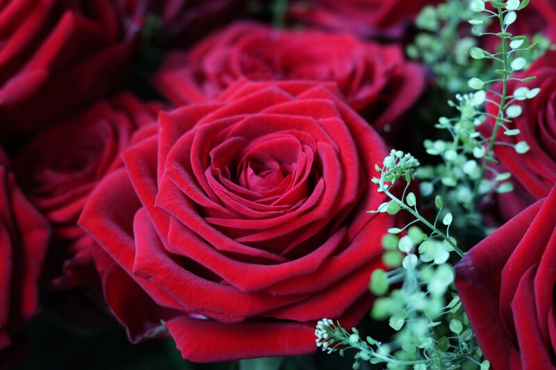 Close-up of red roses