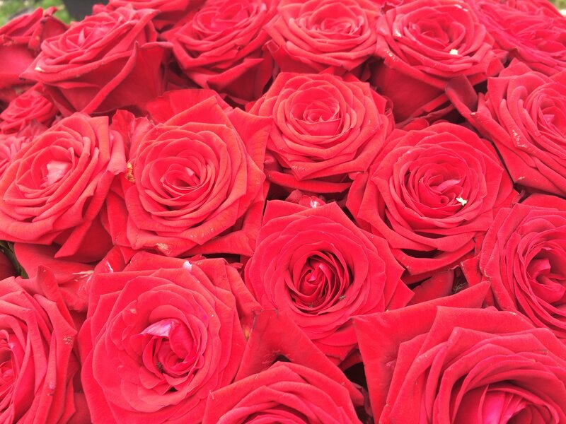Close-up of red roses