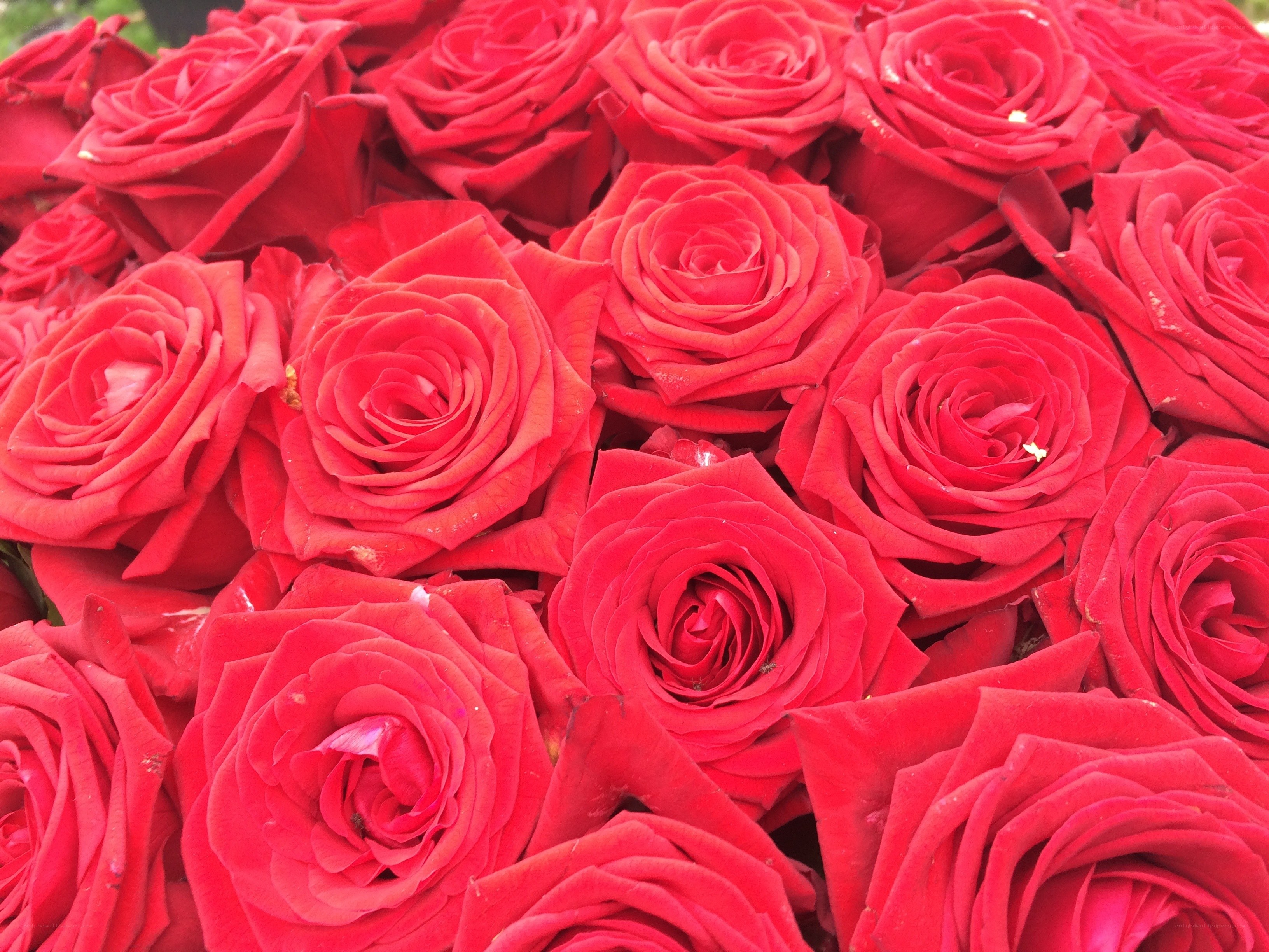 Close-up of red roses