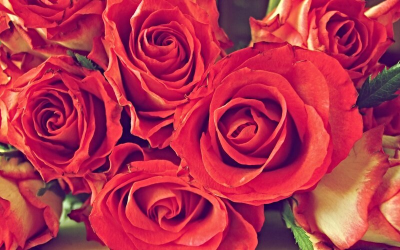 Close-up of red roses
