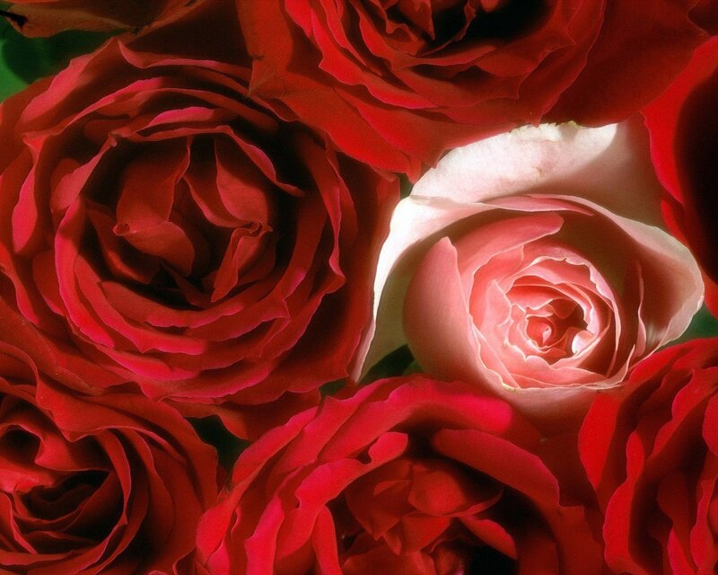 Close-up of red roses