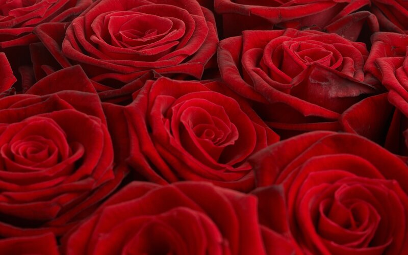 Close-up of red roses