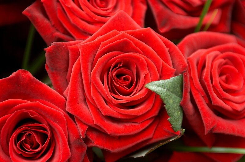 Close-up of red roses