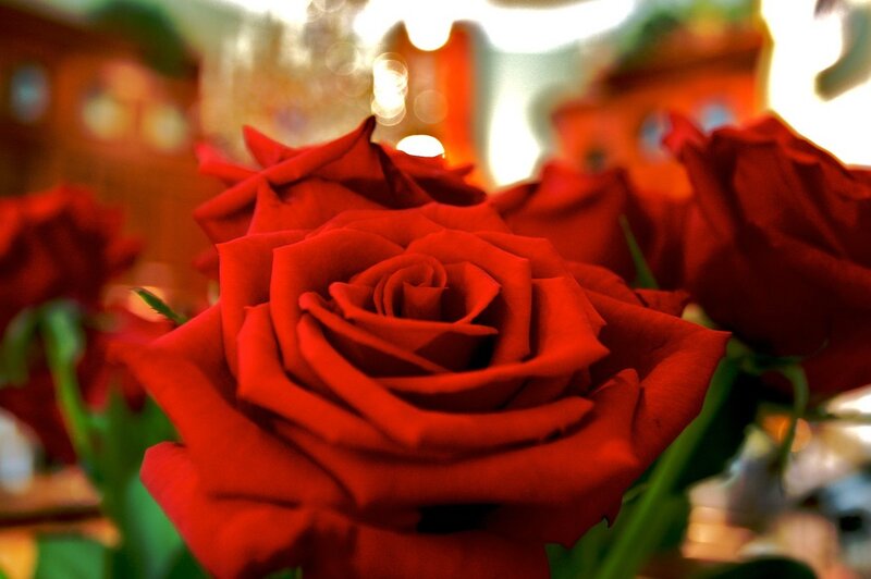 Close-up of red roses