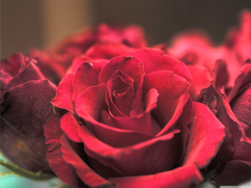 Close-up of red roses