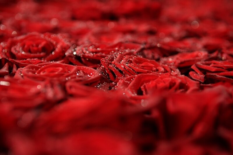 Close-up of red roses