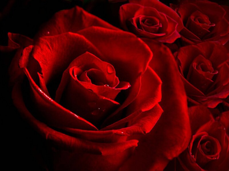 Close-up of red roses