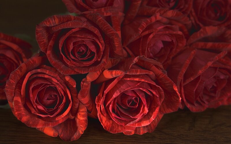 Close-up of red roses