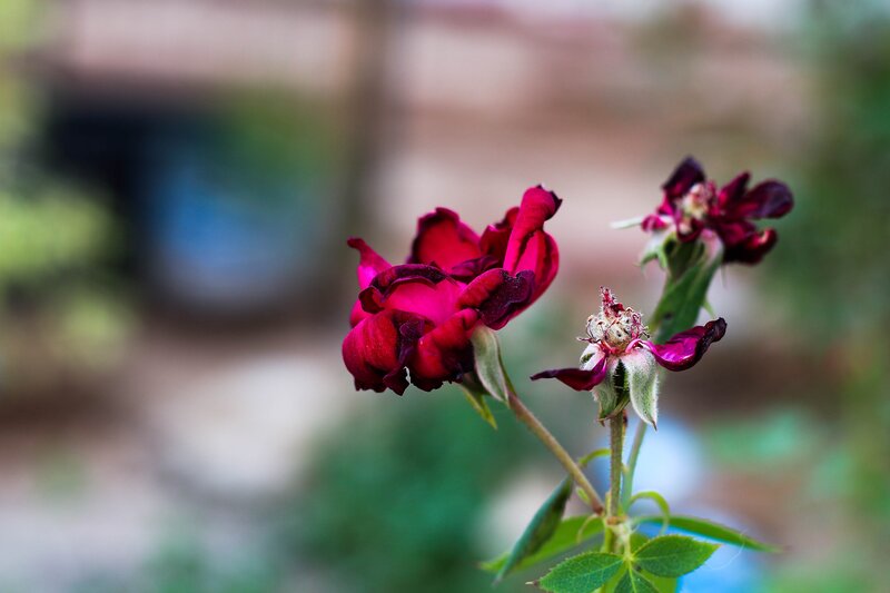 Close-up of red roses