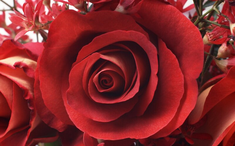 Close-up of red roses