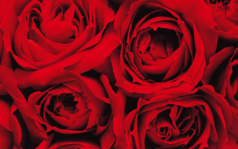 Close-up of red roses