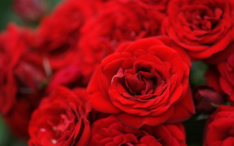 Close-up of red roses