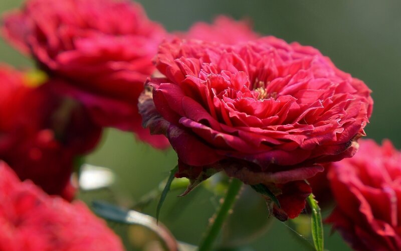 Close-up of red roses