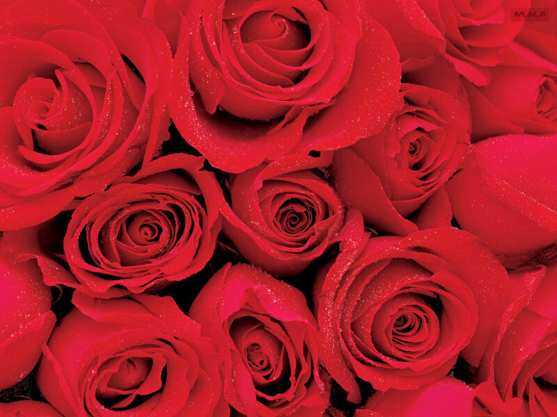 Close-up of red roses