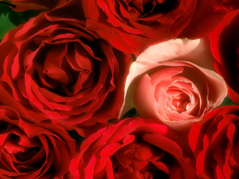 Close-up of red roses