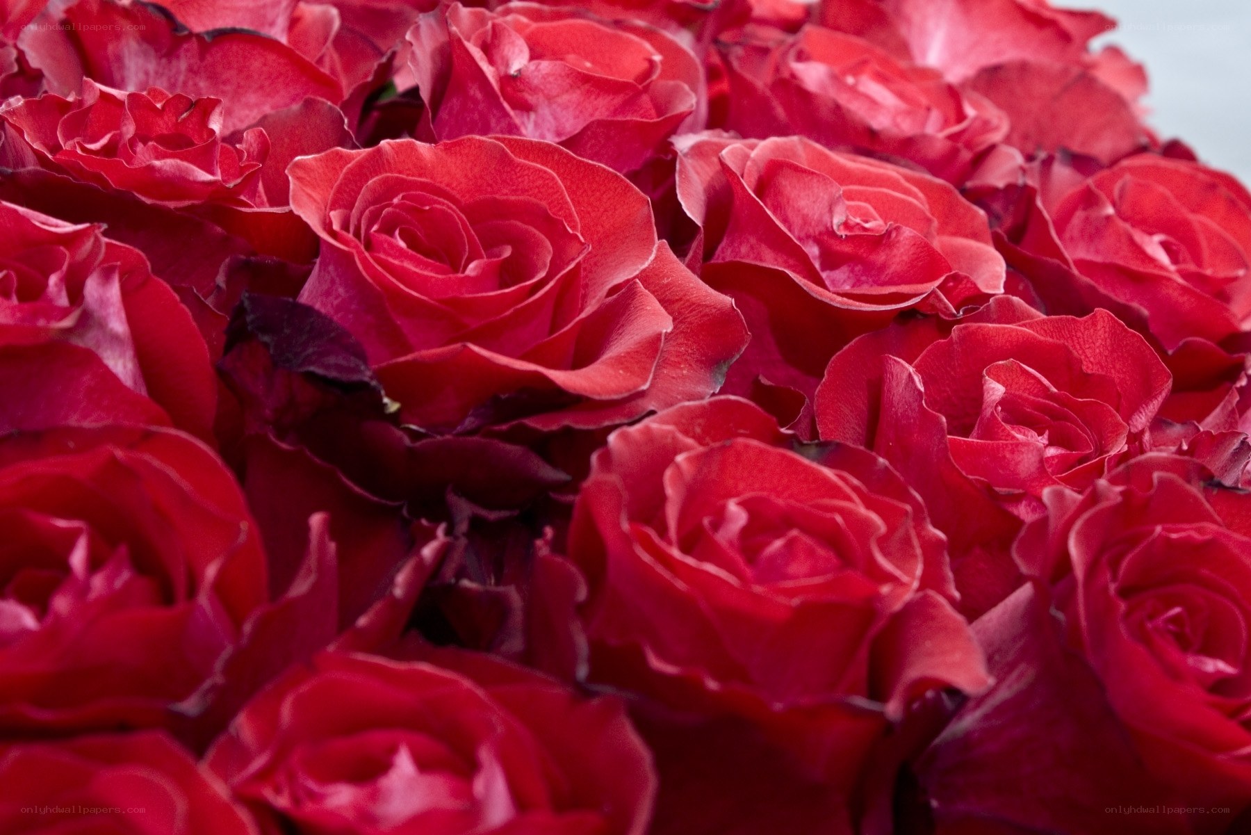 Close-up of red roses