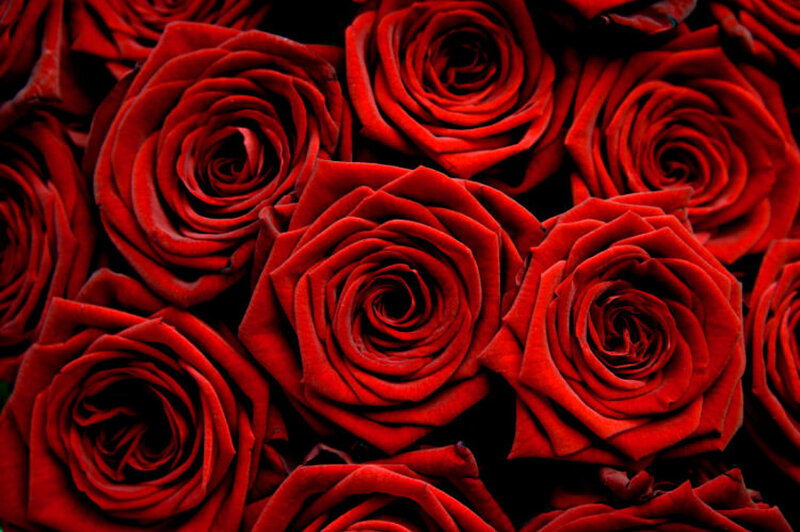 Close-up of red roses
