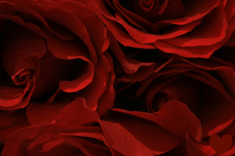Close-up of red roses